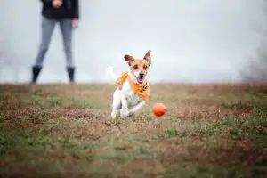 A small dog with a white and brown coat, wearing an orange bandana, joyfully runs across a grassy field near a peaceful mobile home park while chasing an orange ball. In the blurred background, a person stands in gray pants and black boots, under overcast skies overhead.