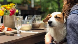 Pet-Friendly RV Parks in Bisbee, AZ | Long-Term Stays at Parc Bisbee
